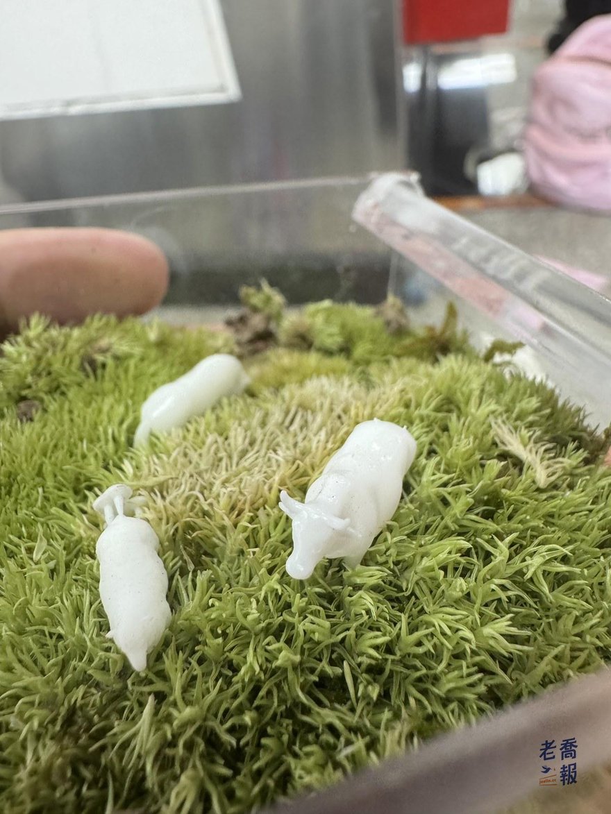 壓克力方盒裡鋪滿綠色苔蘚，上面站著兩隻白色的小動物模型
