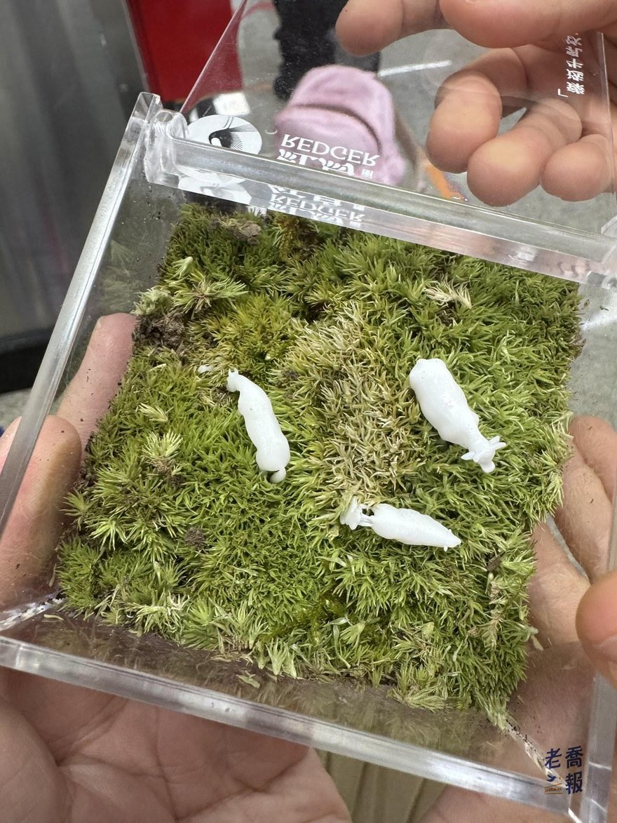 手托著紅鳥瑰麗的苔蘚草原盒，盒蓋上印著 REDGER 字樣，盒內苔蘚上有三隻白色小動物