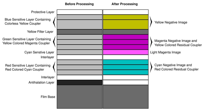 Cross-section diagram of color negative film, with Before Processing on the left and After Processing on the right: at the bottom is the gray film base, then going up, the antihalation layer, an interlayer, three red sensitive layers, an interlayer, one cyan sensitive layer (what Fujifilm calls its fourth color-sensitive layer), three green sensitive layers, the yellow filter layer, two blue sensitive layers and, on top, the protective layer; after processing, the three groups of sensitive layers become cyan, magenta and yellow negative images.