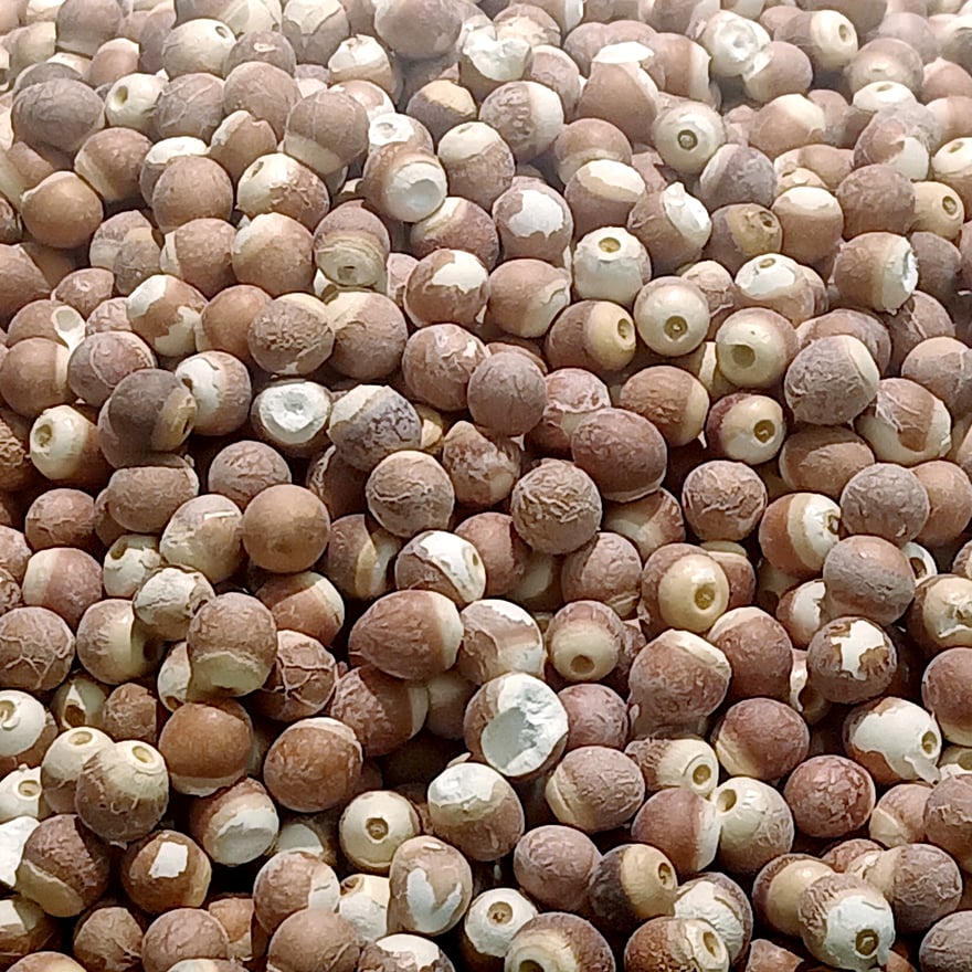 帶褐色種皮的芡種子，去除外層後才會露出白色種仁