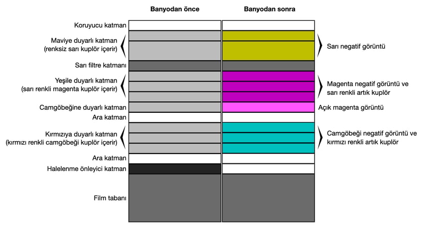 Renkli negatif filmin kesit şeması; sol sütun “Banyodan önce”, sağ sütun “Banyodan sonra”: en altta gri “Film tabanı”, üstüne doğru sırasıyla “Halelenme önleyici katman”, “Ara katman”, kırmızı ışığa duyarlı üç katman (“Kırmızıya duyarlı katman”, kırmızı renkli camgöbeği kuplör içerir), “Ara katman”, camgöbeği ışığa duyarlı bir katman (“Camgöbeğine duyarlı katman”; Fujifilm buna dördüncü renk duyarlı katman diyor), yeşil ışığa duyarlı üç katman (“Yeşile duyarlı katman”, sarı renkli magenta kuplör içerir), “Sarı filtre katmanı”, mavi ışığa duyarlı iki katman (“Maviye duyarlı katman”, renksiz sarı kuplör içerir) ve en üstte “Koruyucu katman”; banyodan sonra üç ışığa duyarlı katman grubu sırasıyla “Camgöbeği negatif görüntü”, “Magenta negatif görüntü” ve “Sarı negatif görüntü” hâline geliyor.