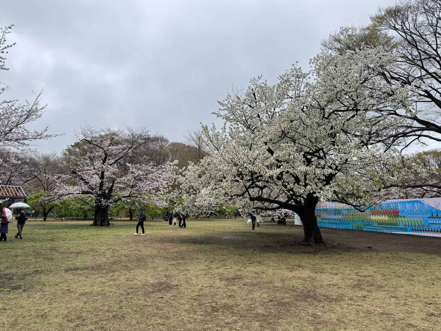 陰天的代代木公園草地上，數棵櫻花盛開，遠處有幾位遊客撐傘散步