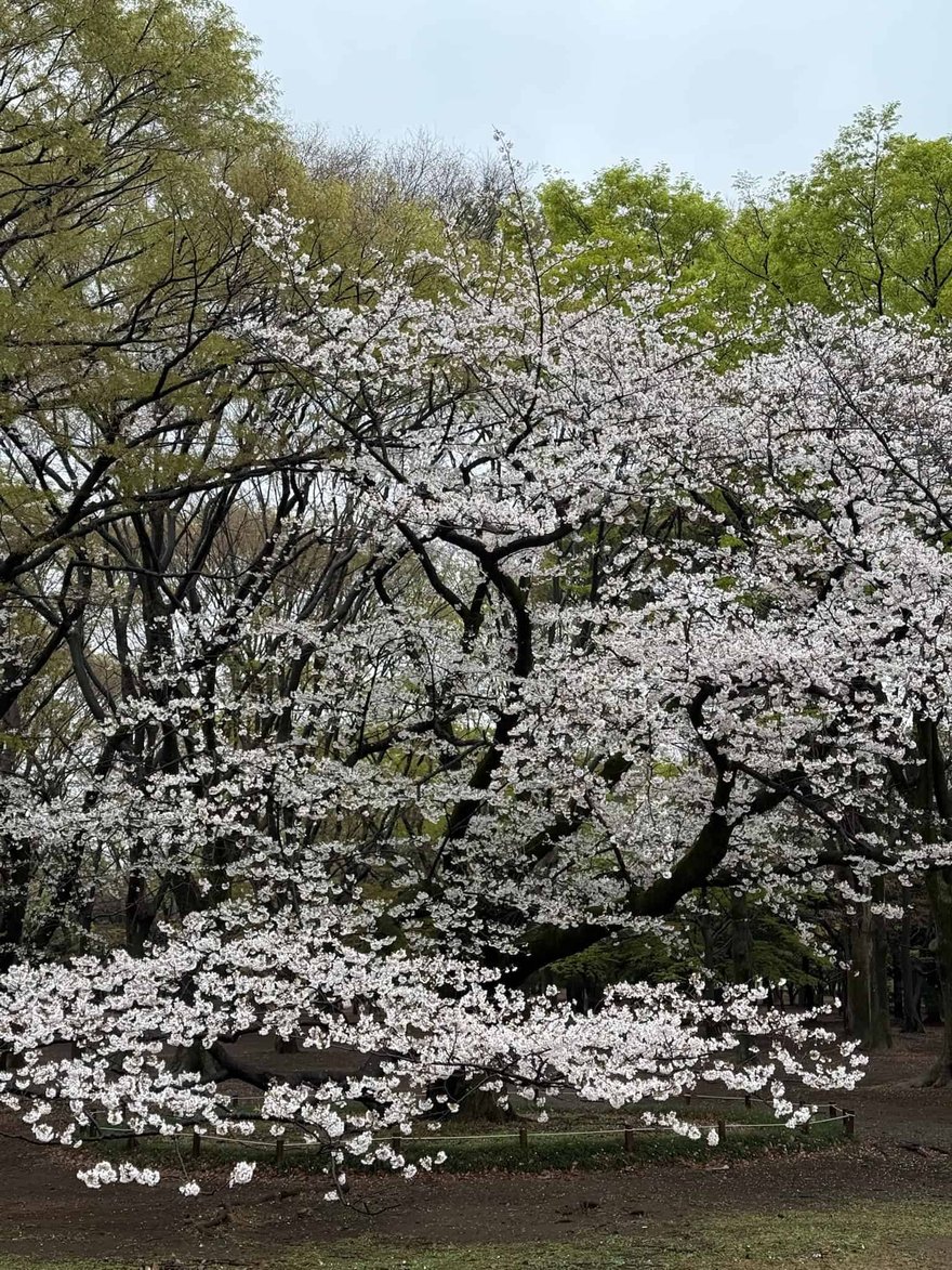 代代木公園裡一棵盛開的櫻花樹，枝頭滿是白色花朵，背後是新綠的樹林